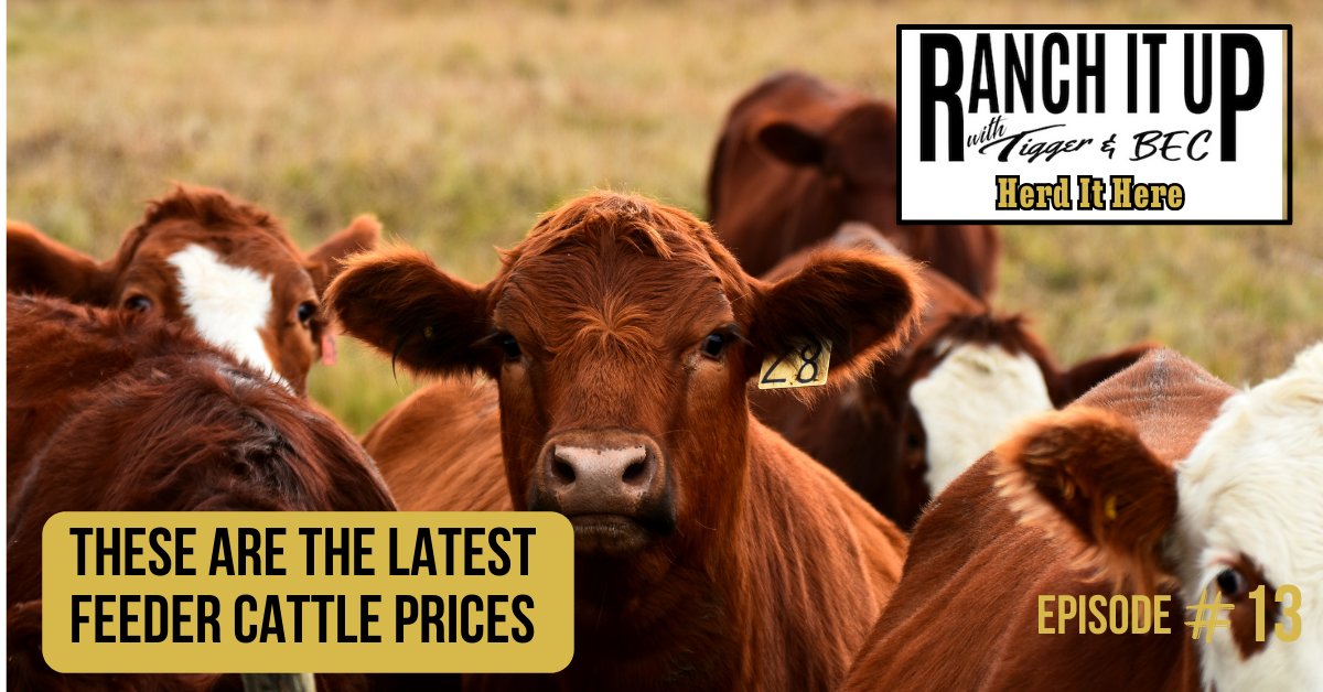 Ranch It Up Herd It Here Weekly Report -These Are The Latest Feeder Cattle Prices