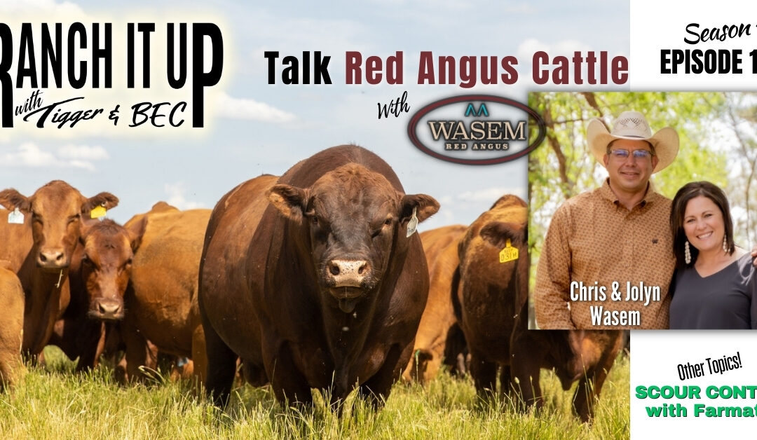 This Is How To Eliminate Scours & Red Angus Cattle