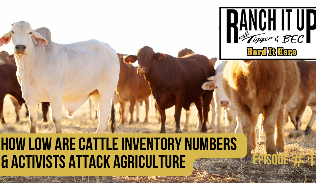 How Low Are Cattle Inventory Numbers & Activists Attack Agriculture