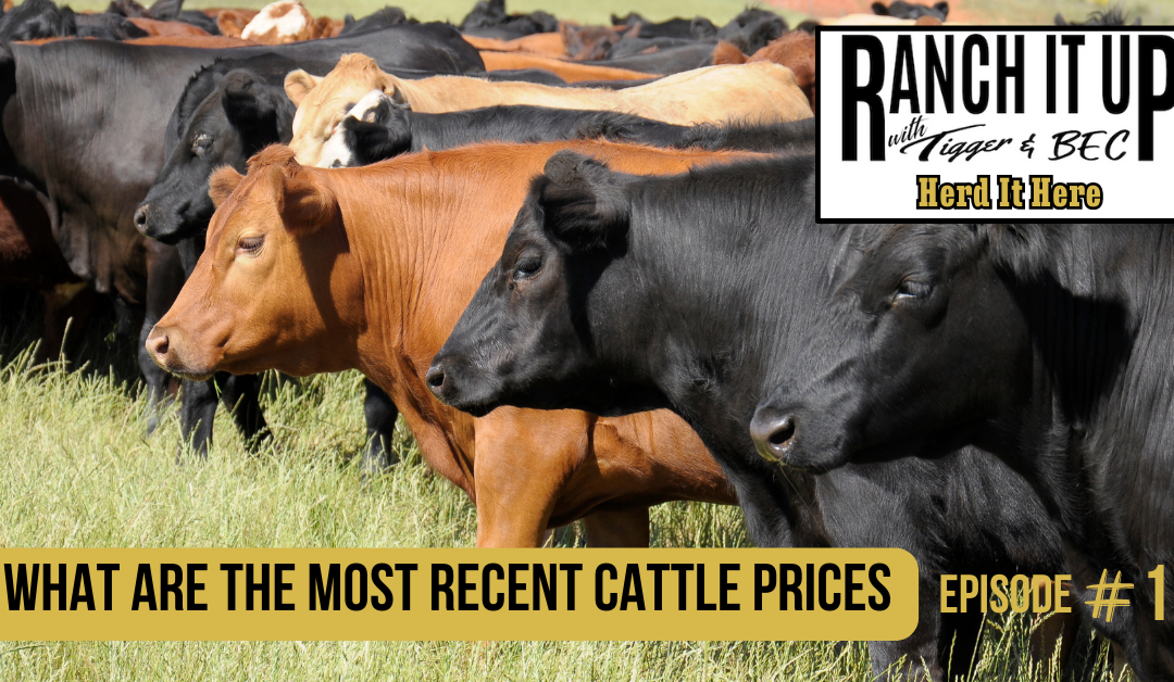 What Are The Most Recent Cattle Prices