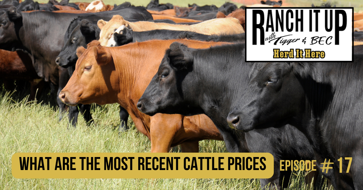 What Are The Most Recent Cattle Prices