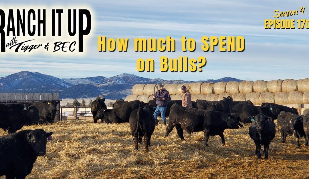 This Is How Much To Spend On Your Next Herdsire