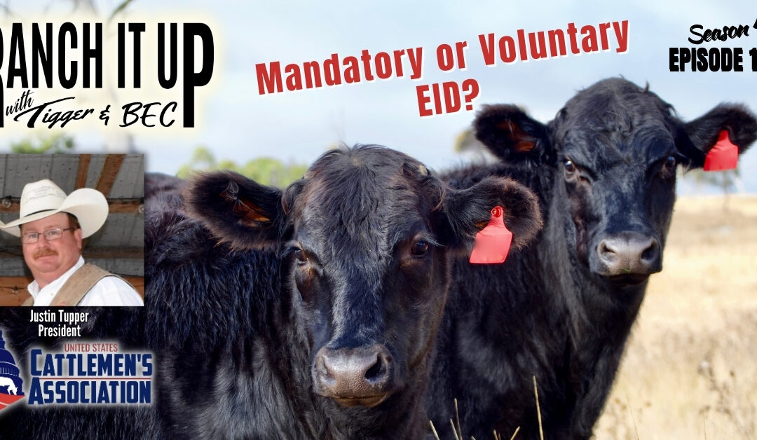 Mandatory Or Voluntary Electronic Identification In Cattle