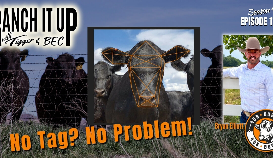 How To Never Have Your Cows Lose Their Ear Tags Again