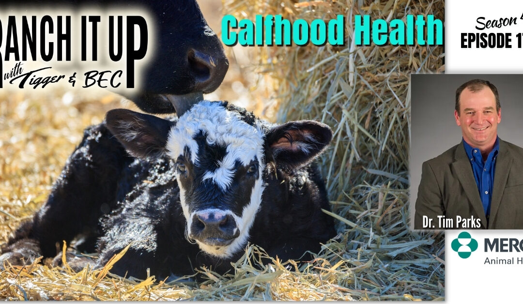 How Important Is Calfhood Health
