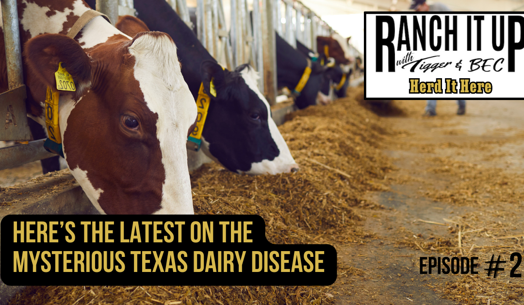 Here’s The Latest On The Mysterious Texas Dairy Disease