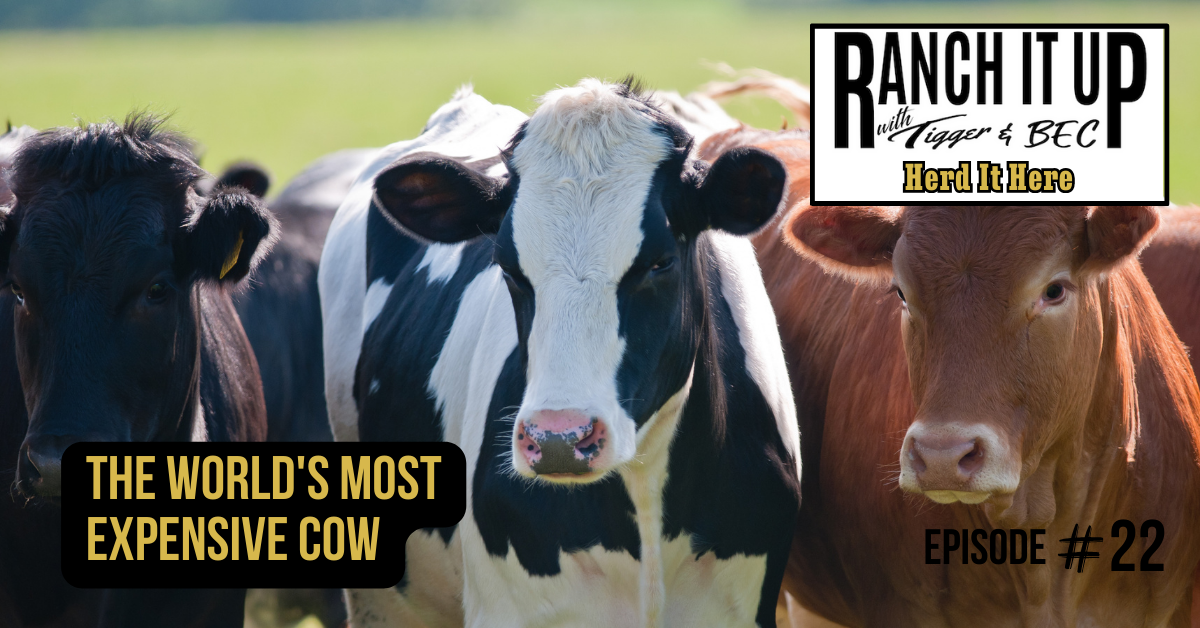 Ranch It Up Herd It Here Weekly Report - The Worlds Most Expensive Cow