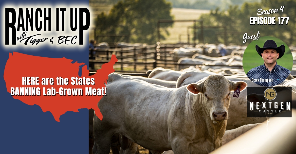 Alternative Meat In Florida & Introducing NextGen Cattle Company