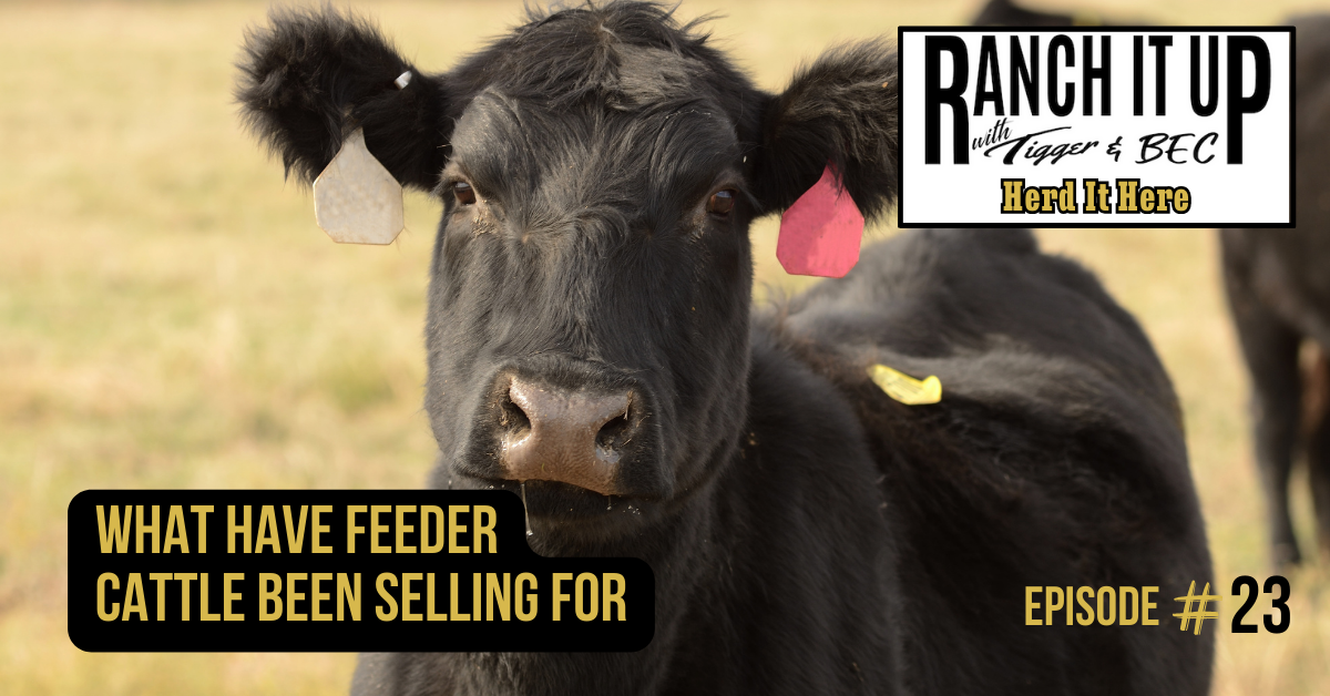 Ranch It Up Herd It Here Weekly Report - What Have Feeder Cattle Been Selling For
