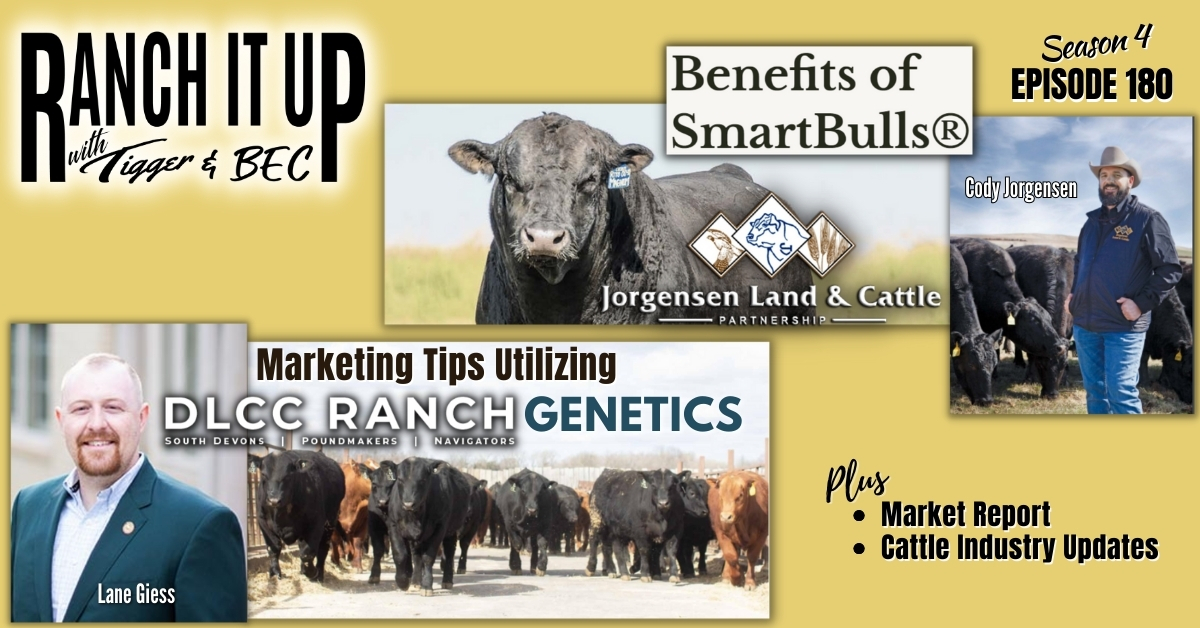 What Are Smart Bulls From Jorgensen Land & Cattle And South Devon Cattle Marketing
