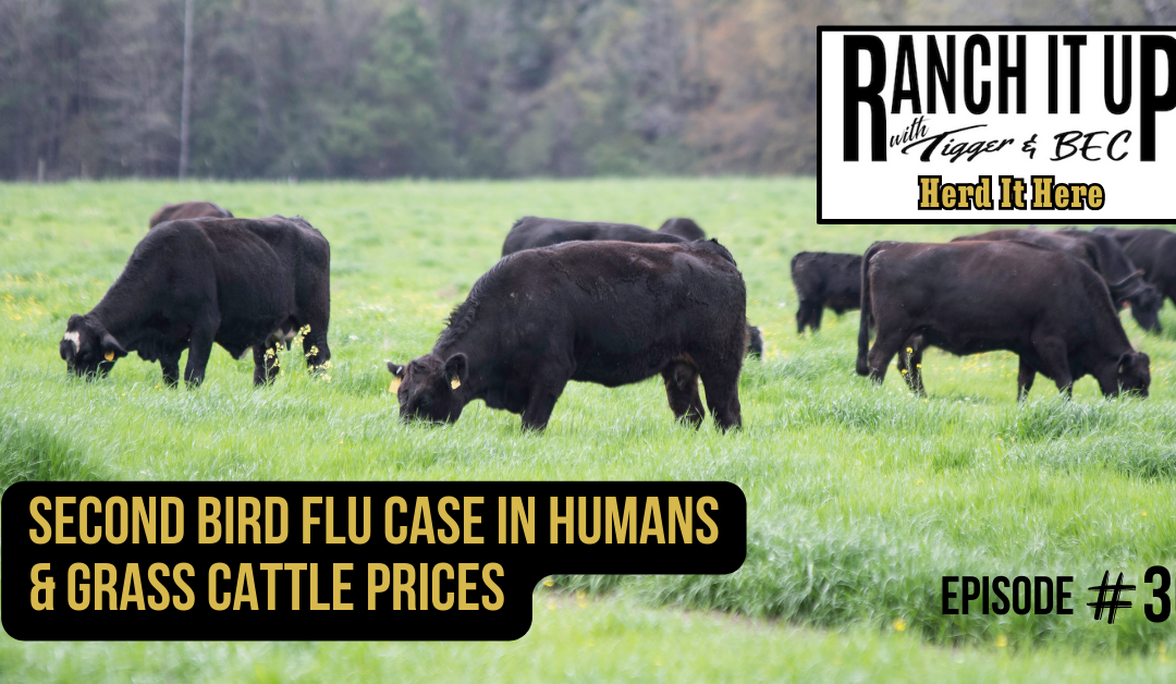 Second Bird Flu Case In Humans & Grass Cattle Prices