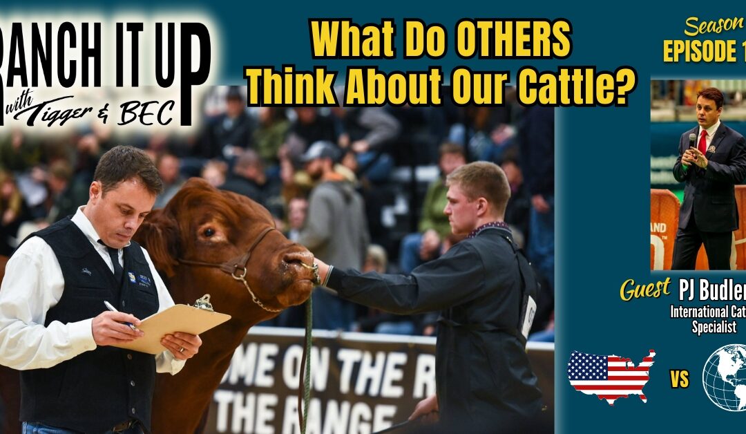 What Do Others Think About Our Cattle