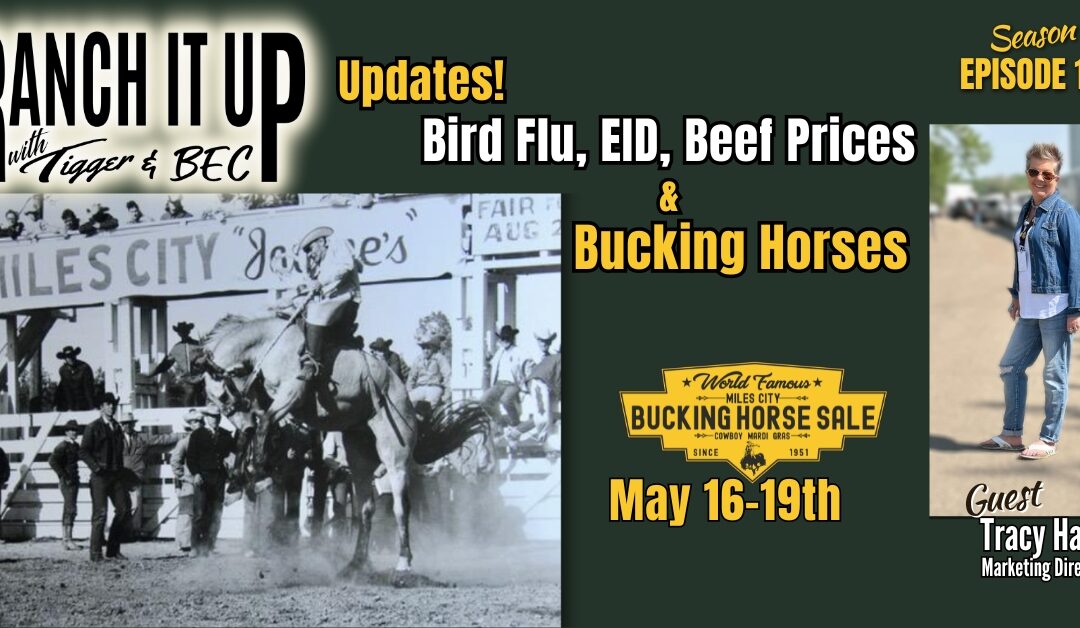 Avian Flu Updates, Beef Prices, EID Tags & Bucking Horses