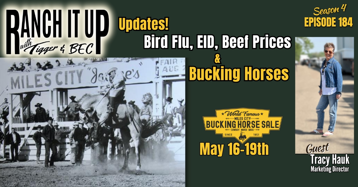 Avian Flu Updates, Beef Prices, EID Tags & Bucking Horses