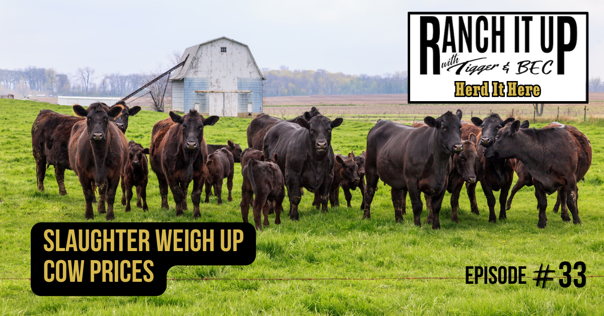 Ranch It Up Herd It Here Weekly Report - Slaughter Weigh Up Cow Prices