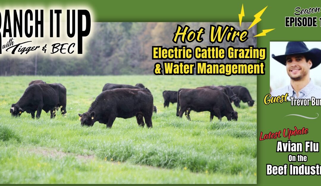 Electric Fence Cow Calf Pairs, Cell Grazing Water Management & Avian Influenza News