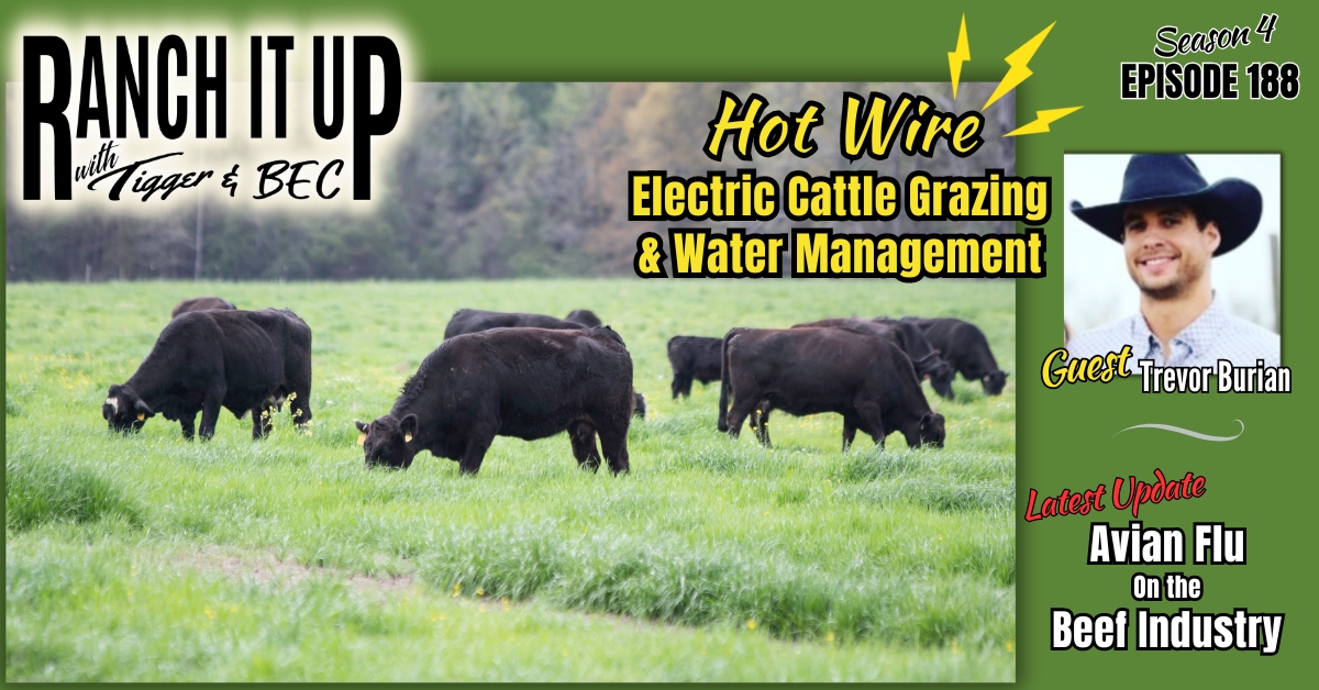 Electric Fence Cow Calf Pairs, Cell Grazing Water Management & Avian Influenza News