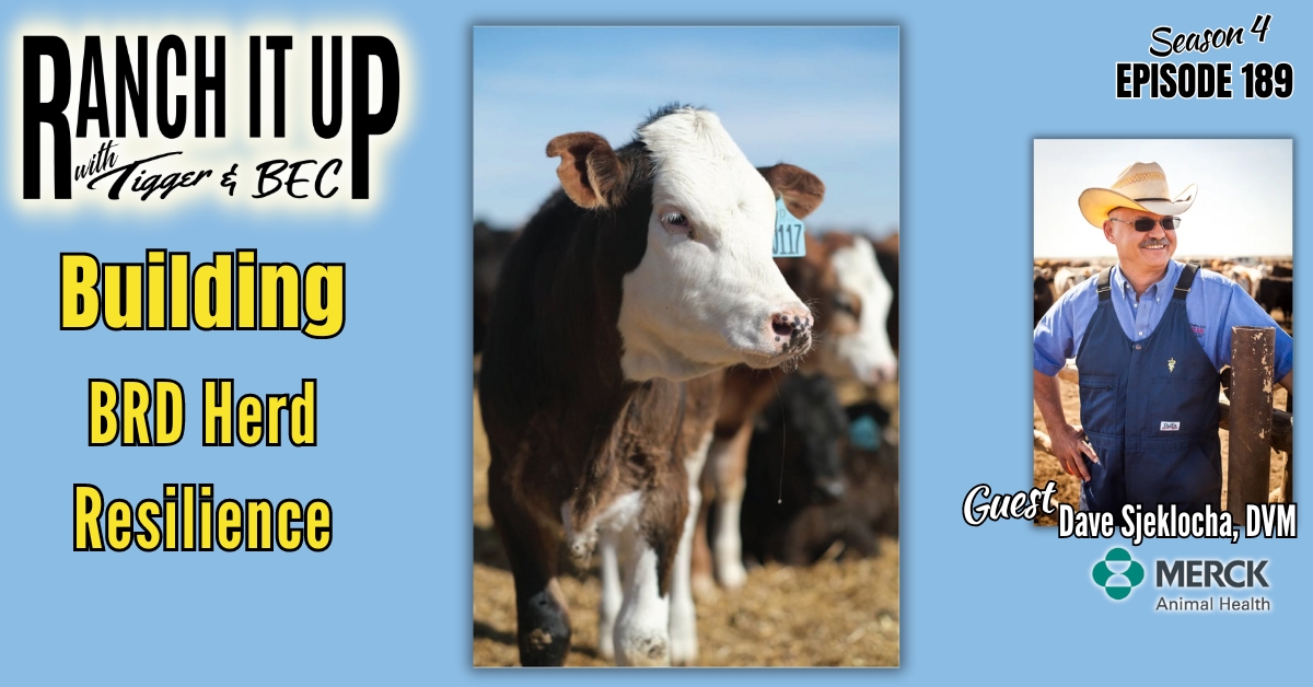 WEBSITE Ranch It Up Radio Show S4 E189 Building BRD Resilience in Cattle. Beef Industry News & Markets Jeff Erhardt Tigger Rebecca Wanner BEC. Merck Animal Health Dave Sjeklocha, DVM