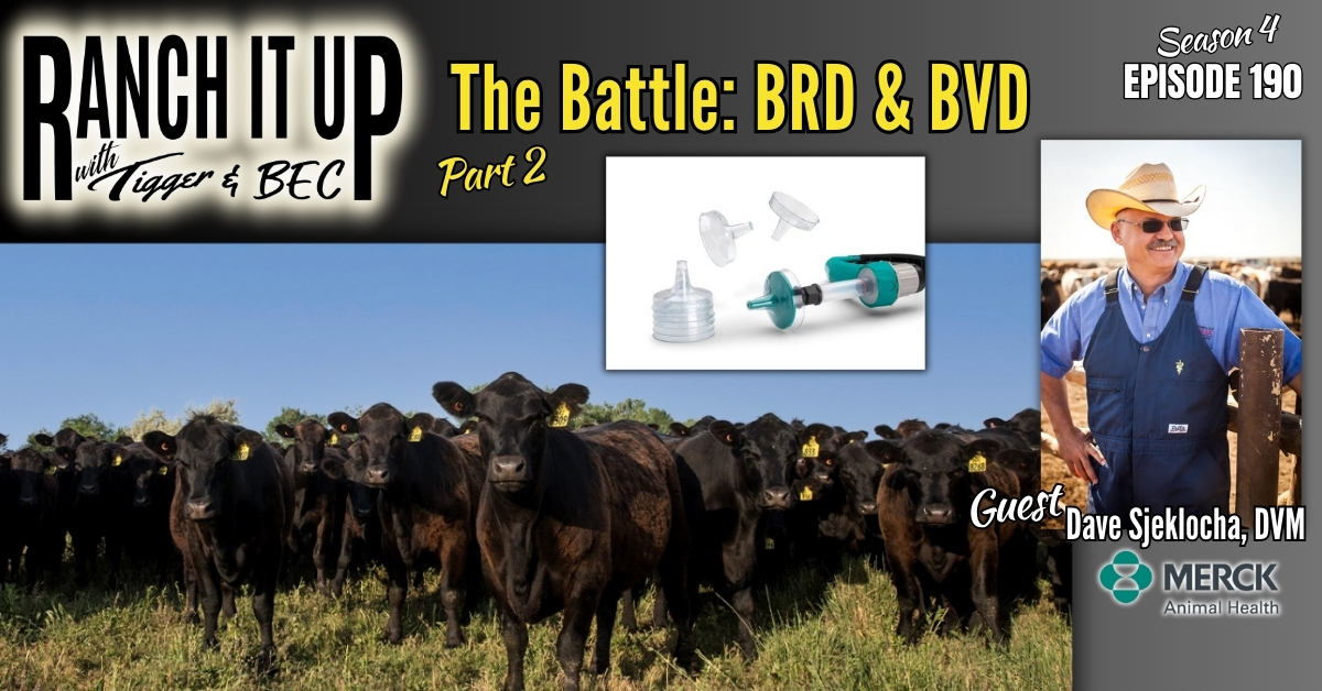 WEBSITE Ranch It Up Radio Show S4 E190 Bovine Respiratory Disease and bovine viral diarrhea BVD in Cattle. Beef Industry News & Markets Jeff Erhardt Tigger Rebecca Wanner BEC. Merck Animal Healt