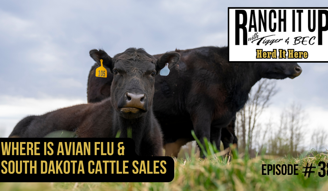 Where Is Avian Flu & South Dakota Cattle Sales