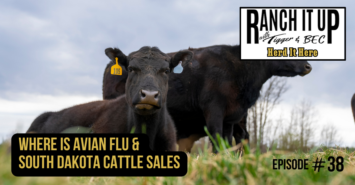 Where Is Avian Flu & South Dakota Cattle Sales
