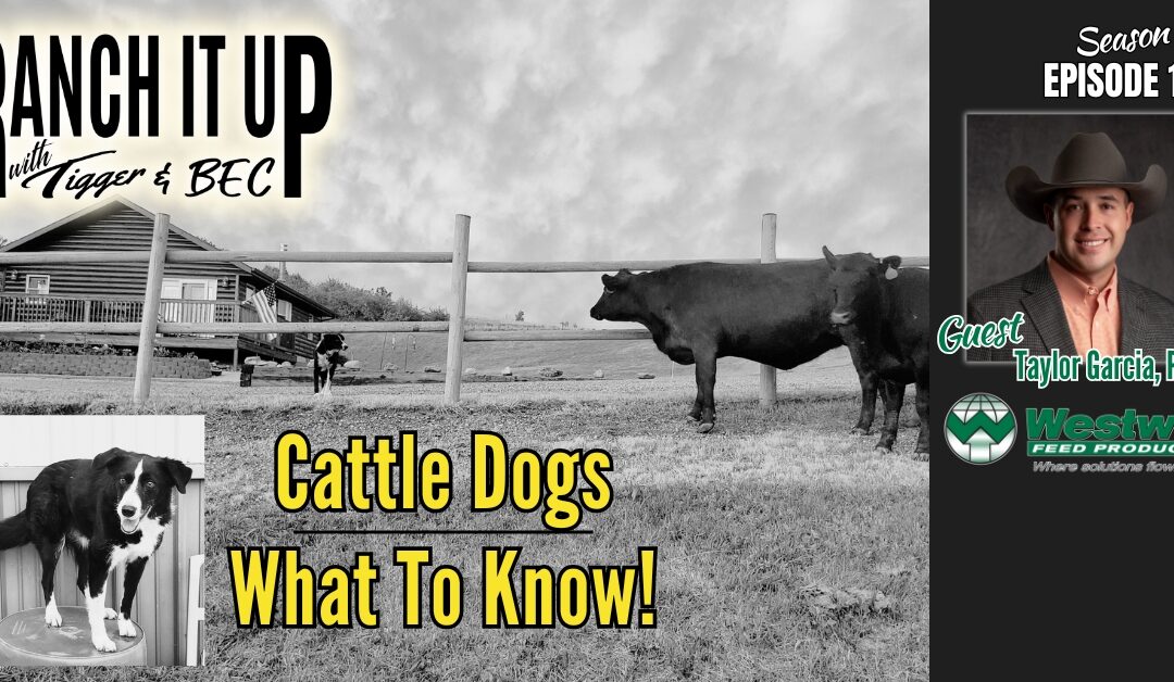 How To Work Cattle With Dogs