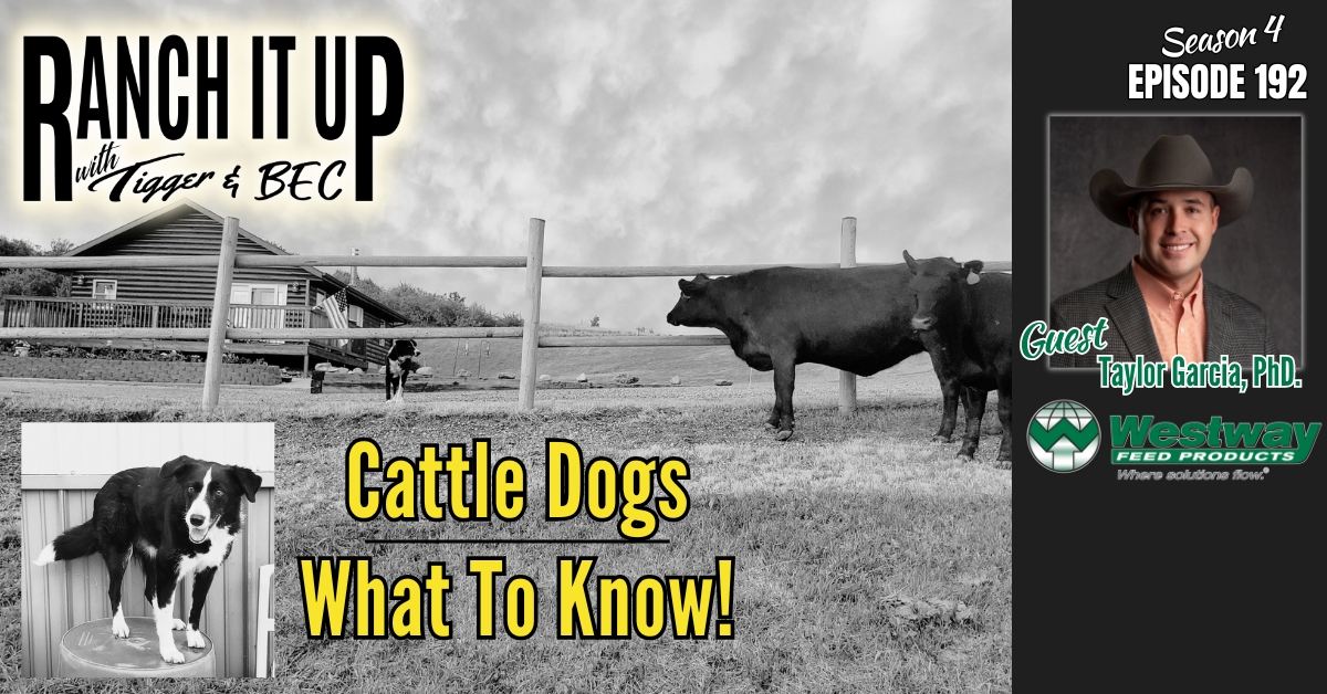 How To Work Cattle With Dogs