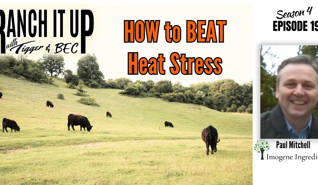 How To Beat The Heat Stress In Cattle