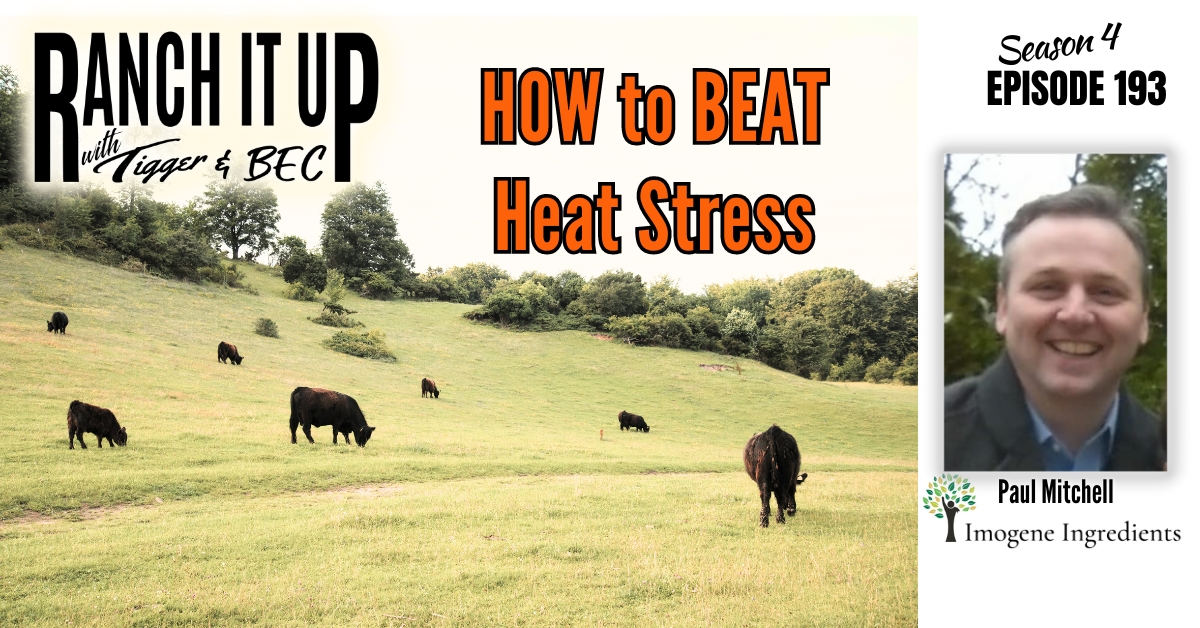 How To Beat The Heat Stress In Cattle