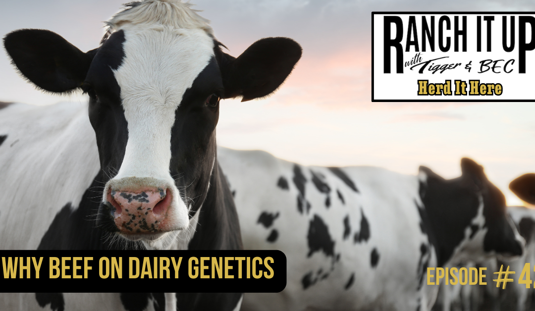 Why Beef On Dairy Genetics