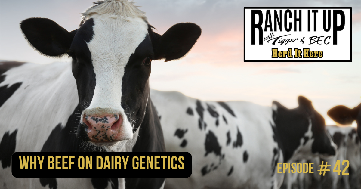 Ranch It Up Herd It Here Weekly Report - Why Beef On Dairy Genetics