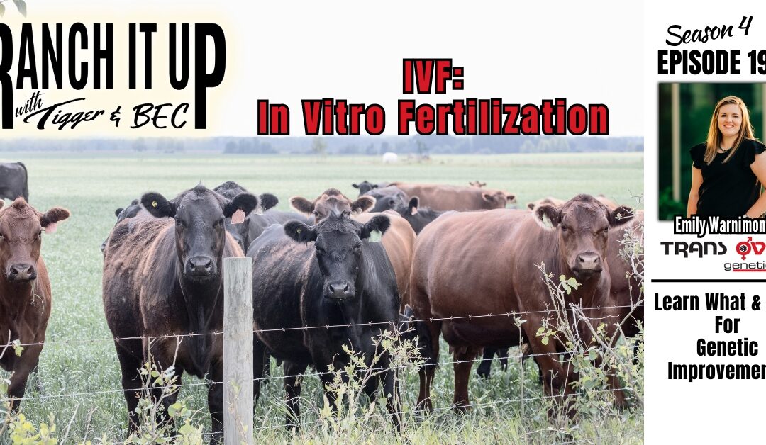 Why IVF To Improve Cattle Herd Genetics