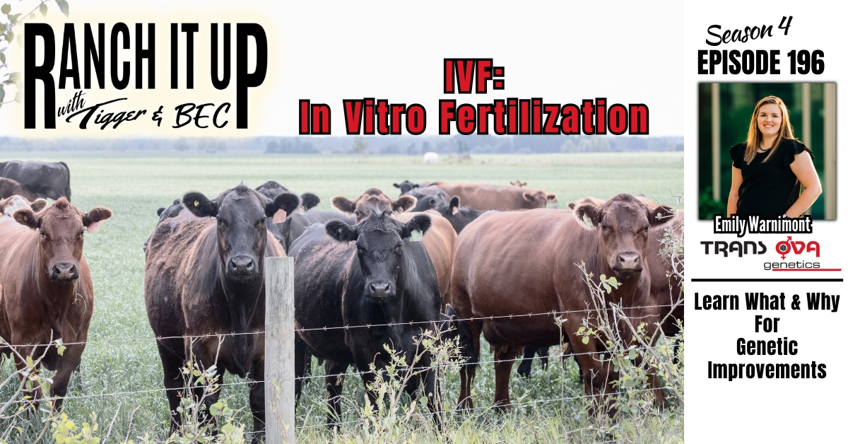 WEBSITE Ranch It Up Radio Show S4 E196 Trans Ova Genetics. Beef Industry News & Markets Jeff Erhardt Tigger Rebecca Wanner BEC. Emily Warnimont. IVF In Vitro Fertilization