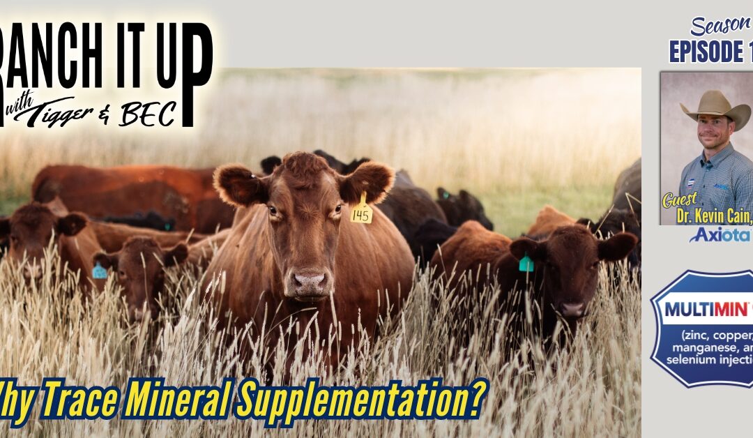 Why Trace Mineral Supplementation For Cattle