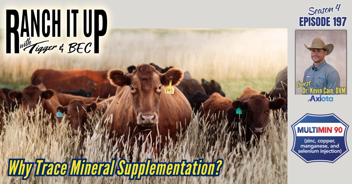 Why Trace Mineral Supplementation For Cattle