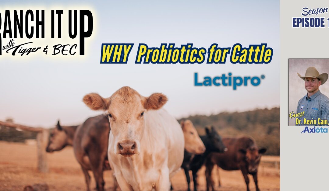 Why Lactipro As A Probiotic For Cattle