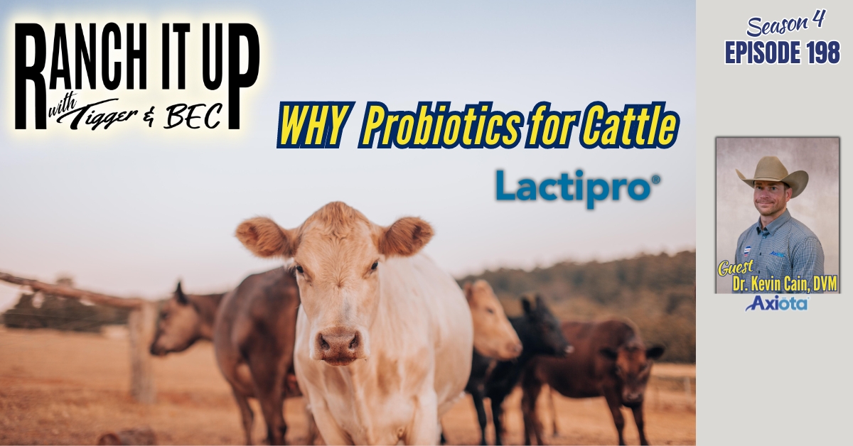 Why Lactipro As A Probiotic For Cattle