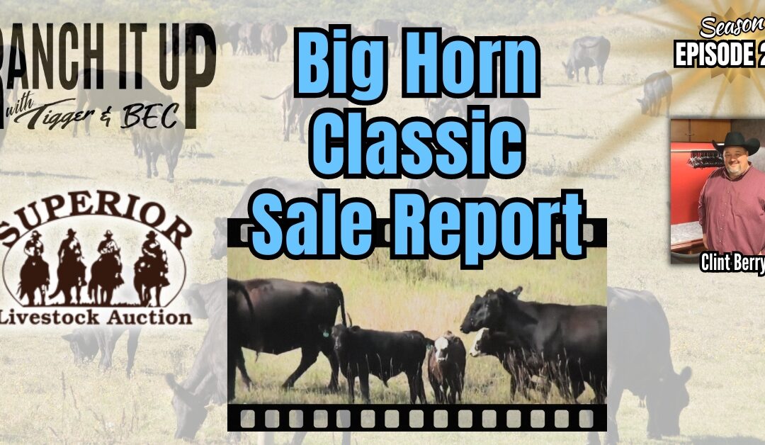 Superior Livestock’s Big Horn Classic Cattle Sale