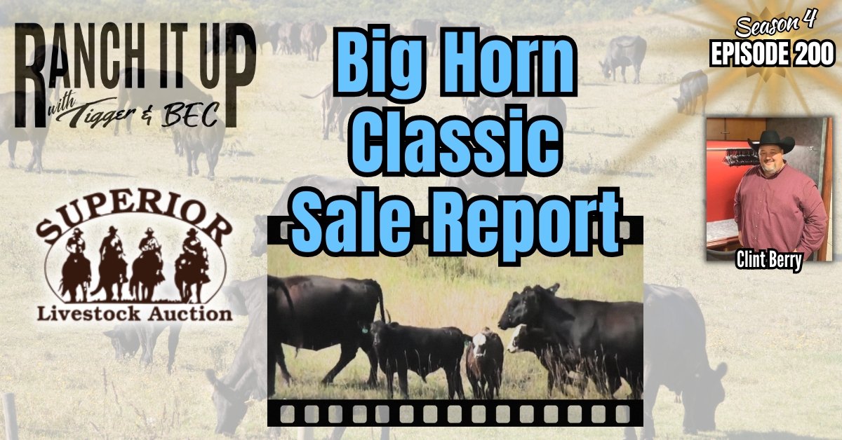 Superior Livestock’s Big Horn Classic Cattle Sale