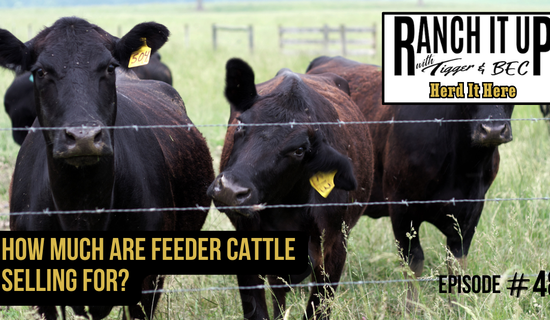 How Much Are Feeder Cattle Selling For?