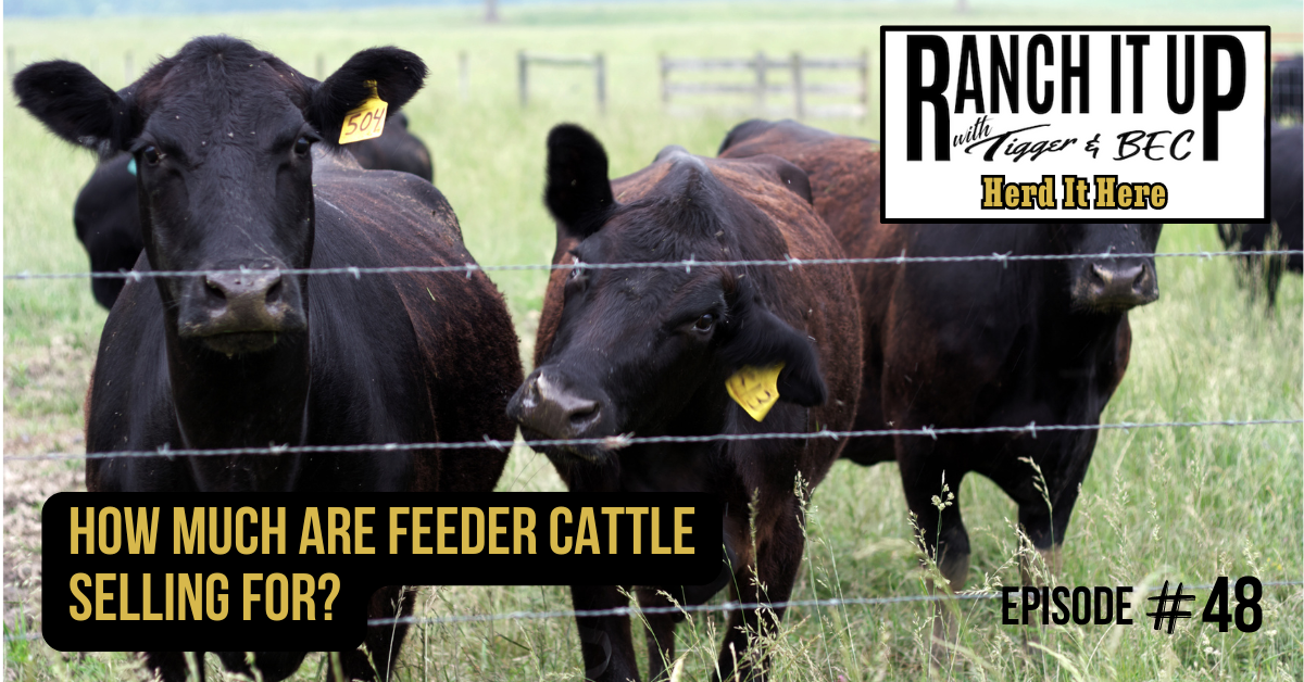 How Much Are Feeder Cattle Selling For?