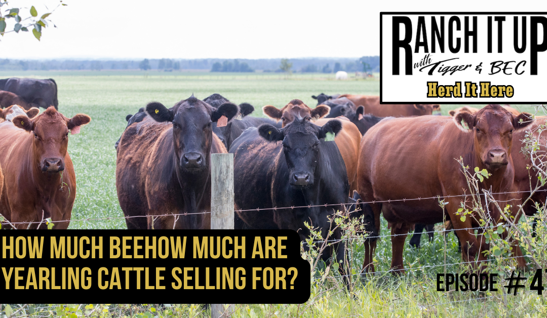 How Much Are Yearling Cattle Selling For?