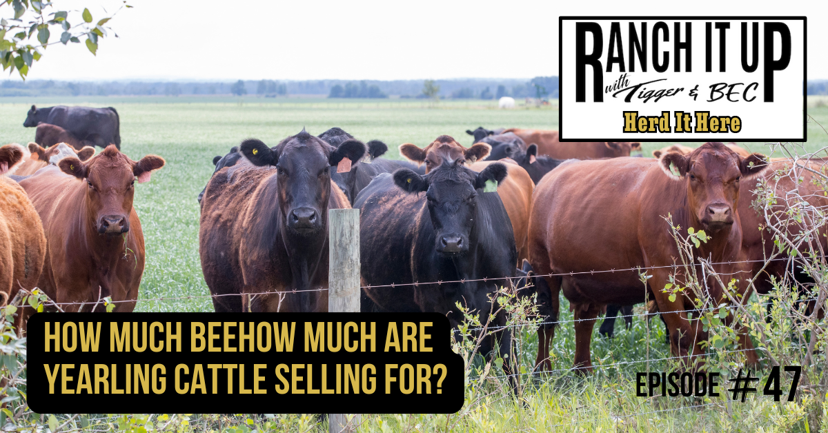 How Much Are Yearling Cattle Selling For?