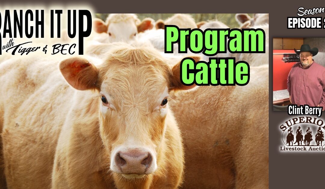 Are Program Cattle Bringing A Premium