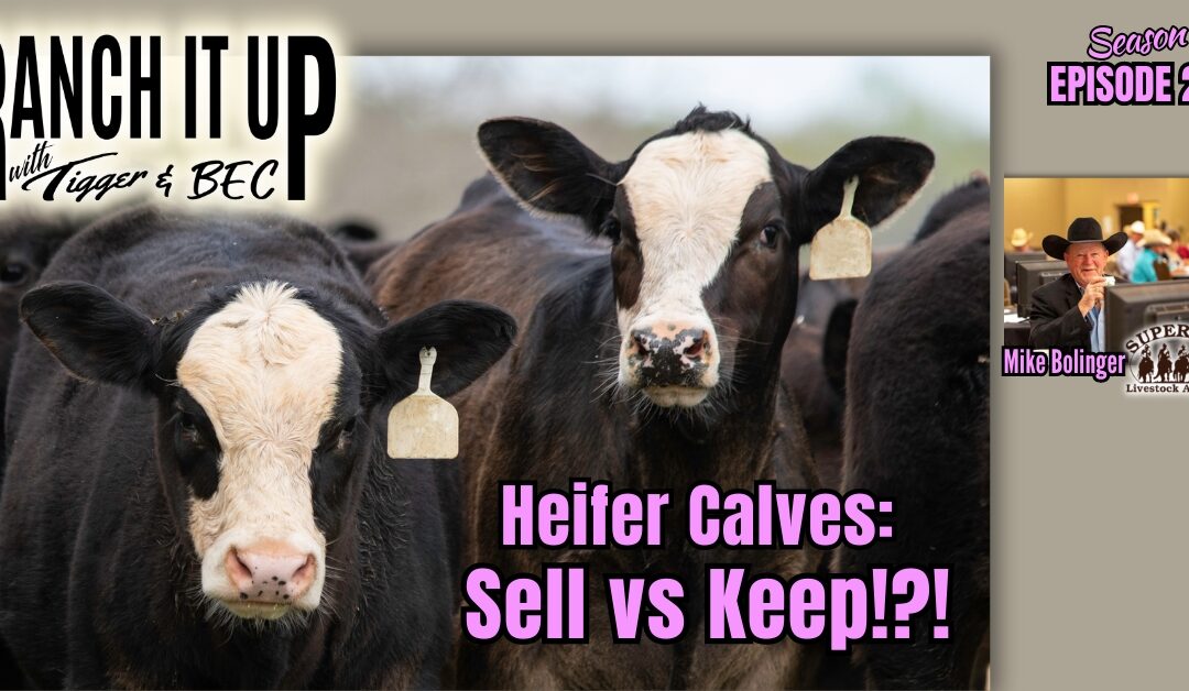 Should We Sell Heifers Or Should We Keep Heifers, Beef Imports Updates & MCOOL