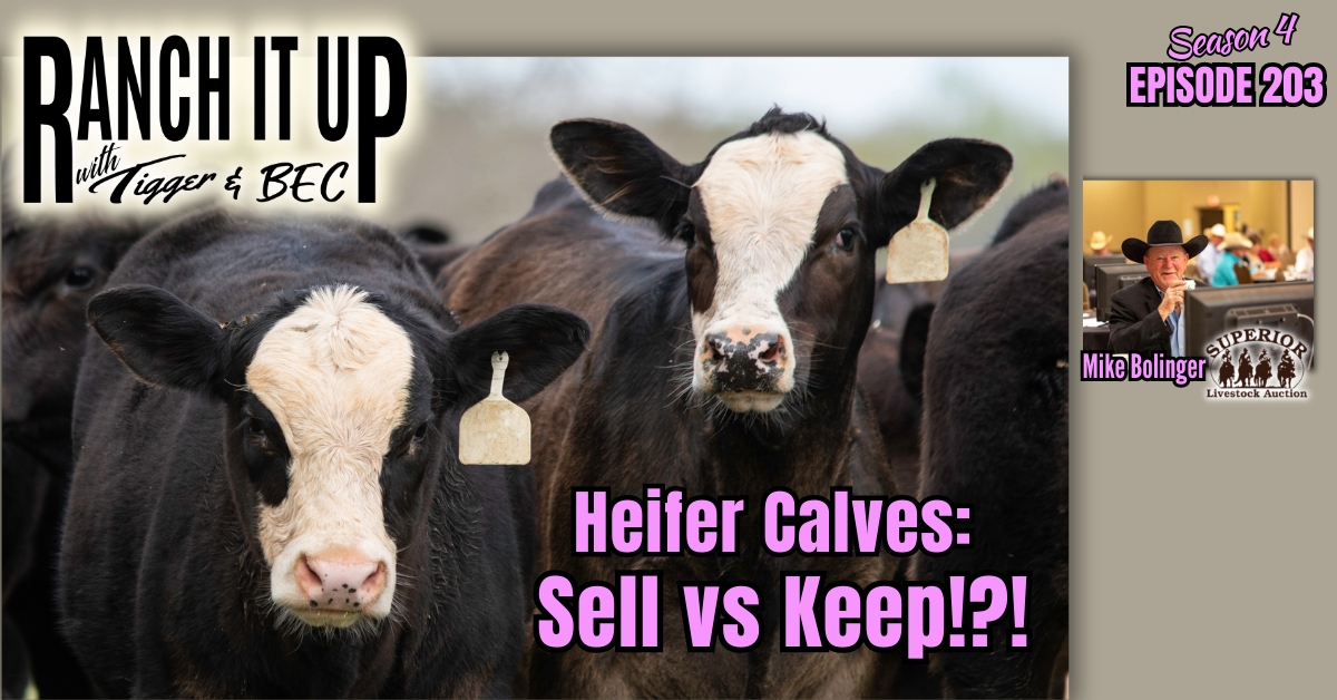 Should We Sell Heifers Or Should We Keep Heifers, Beef Imports Updates & MCOOL