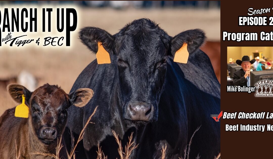 Beef Industry News From Program Cattle To The Beef Checkoff