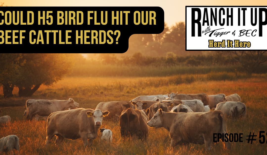 Could H5 Bird Flu Hit Our Beef Cattle Herds?