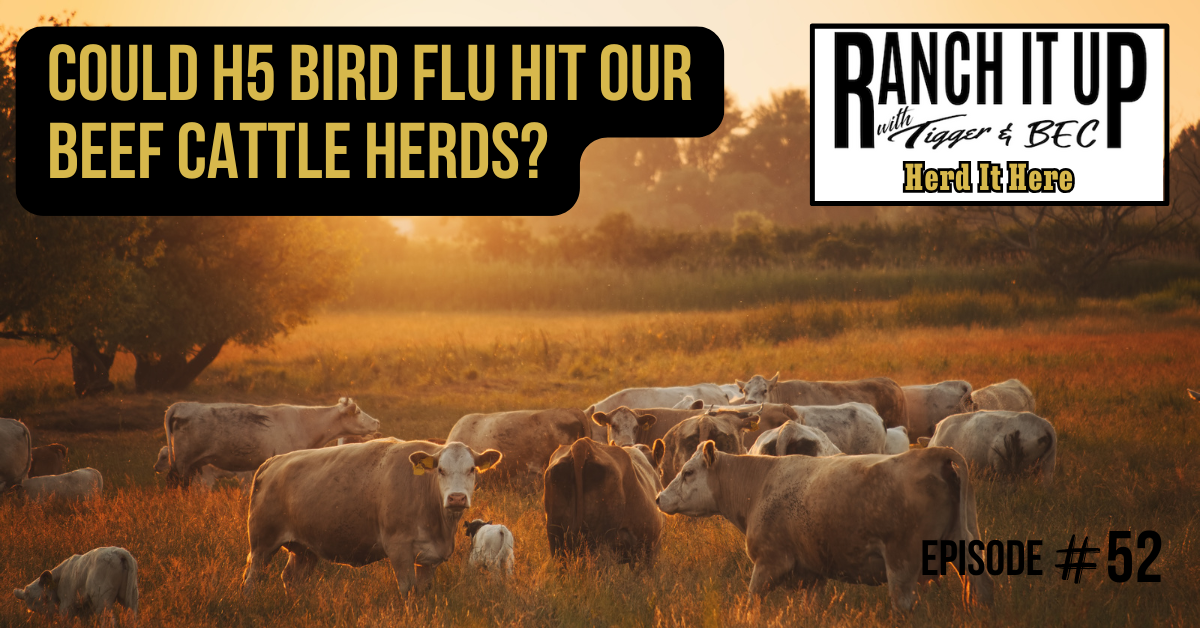 Could H5 Bird Flu Hit Our Beef Cattle Herds?