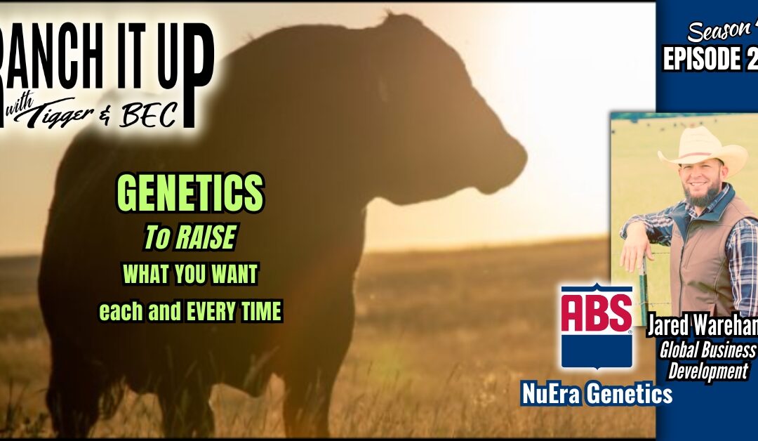 How ABS NuEra Genetics Brings Greater Beef Value